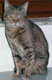 Buffy